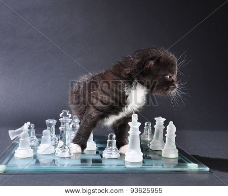 Young Cat On Chassboard