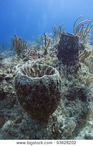 Ocean Sponges