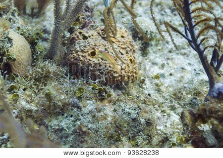 Yellow Wrasse - Juvenile