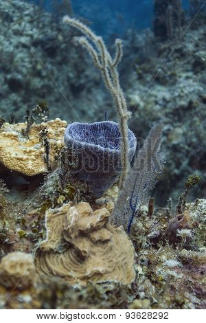 Xestospongia Muta