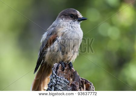 siberian jay