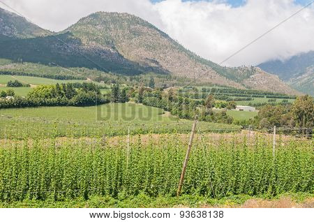 Hops Next To The Road Above The Outeniqua Pass
