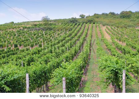 Hungary Vineyard