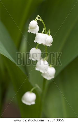 Lily Of The Valley