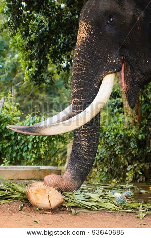 Close-up of eating elephant, Asian elephants