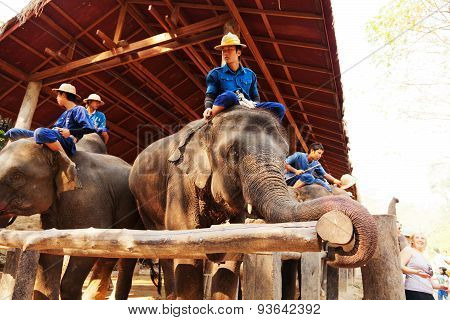 Maesa Elephant Camp, Thailand