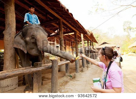 Maesa Elephant Camp, Thailand