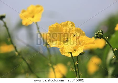 Flowers of Sponge gourd and ants