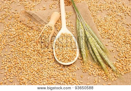 Wheat Grain On Canvas Close Up