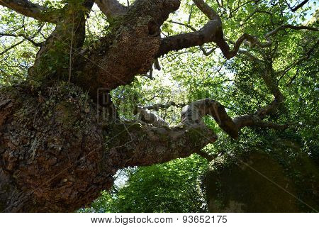 tree