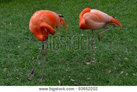flamingos