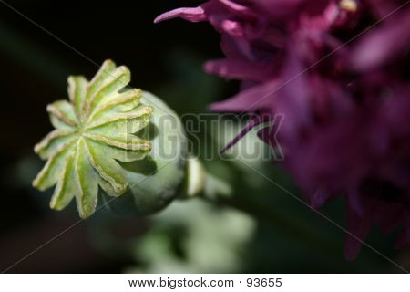 Mohn Seedhead