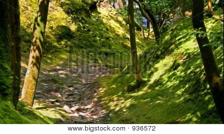 Wald In Japan