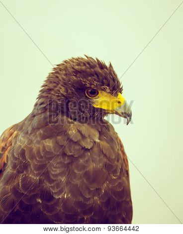 Golden Eagle ( Filtered image processed vintage effect. )