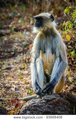 A wild langur monkey sitting on a rock in a national park in India