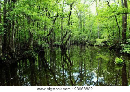 Four holes swamp South Carolina