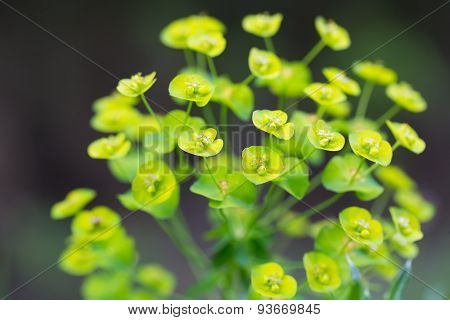 Spurge Flowers (euphorbia Amygdaloides)