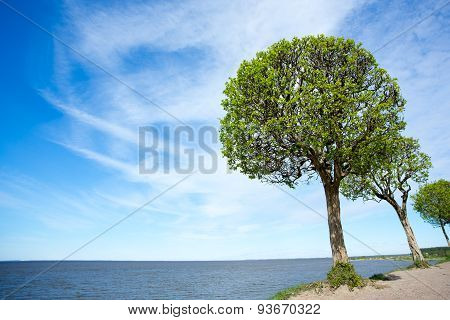 Tree Against Sea Horizon