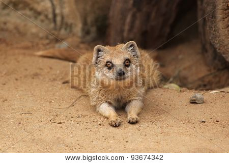 Yellow mongoose (Cynictis penicillata), also known as the red meerkat. Wildlife animal. 