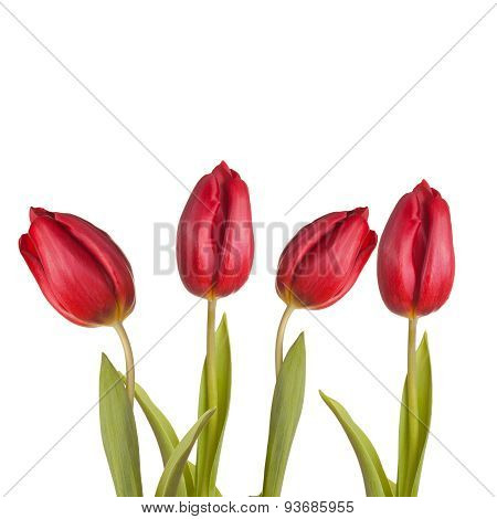 Tulips Bouquet Of Three