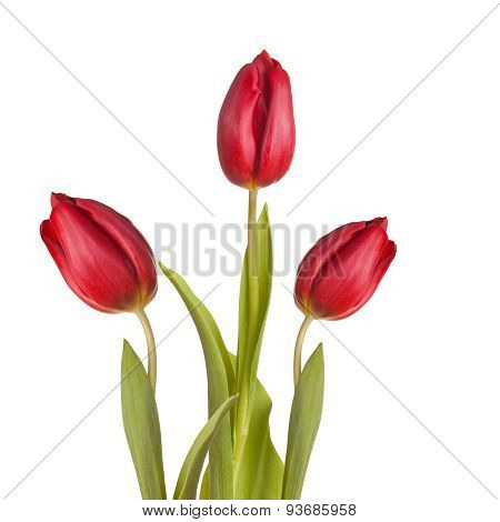 Tulips Bouquet Of Three