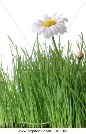 Daisy ed erba
