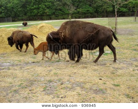 Buffalo