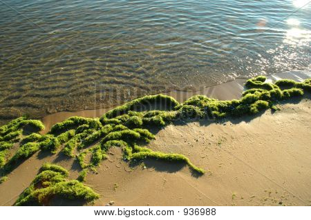 Beach Algae
