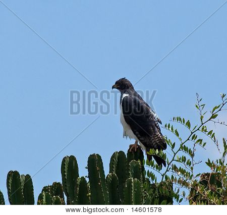 Augur Bussard