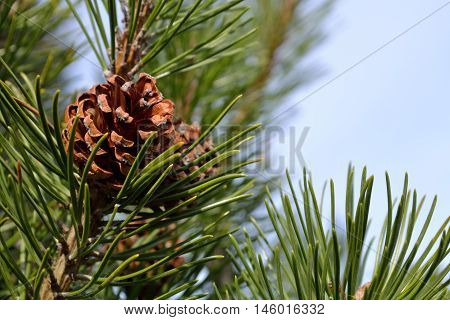 beautiful Pine cone on pine - close-up seasonal