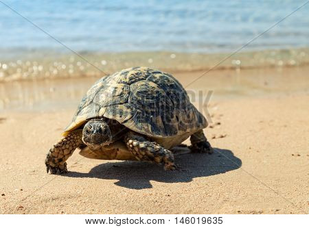 Turtle on the sandy beach.Egypt. Red Sea