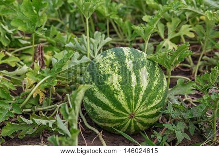 Growing Watermelon On The Field