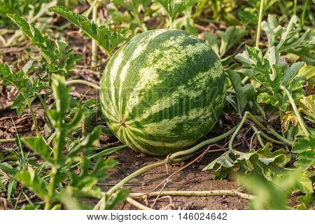 Watermelon (citrullus Lanatus) In A Vegetable Garden