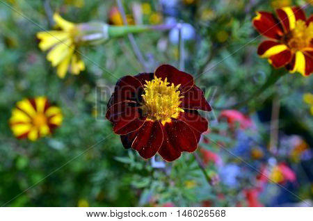 Helenium autumnale blossom dark red flower closeup