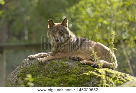 Grey Wolf (canis Lupus) Portrait - Captive Animalgrey Wolf (canis Lupus) Portrait - Captive Animal