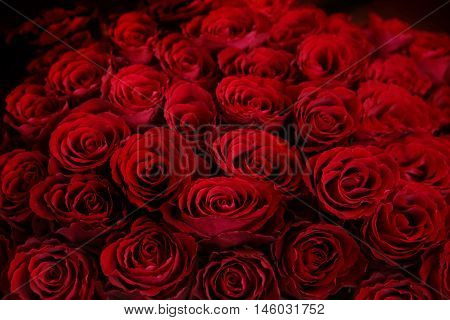 Claret roses bouquet. Red roses background. Top view.