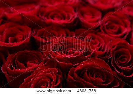 Claret roses bouquet. Red roses background. Top view.
