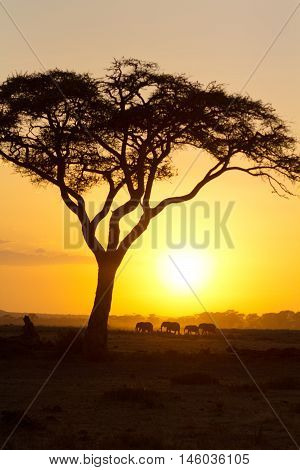 Typical african sunset with acacia trees in Masai Mara Kenya