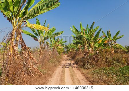 Banana crops in Innwa (Ava) near Mandalay Myanmar