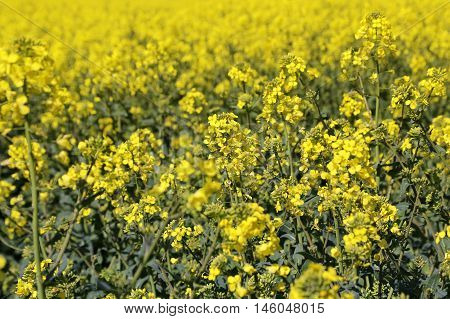 Field of yellow flowers winter cress close up