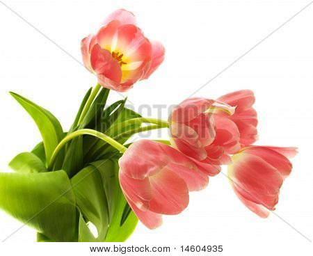 Jarní tulipány
