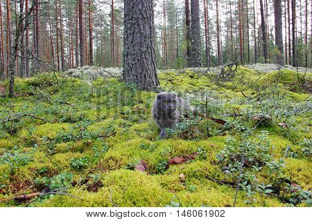 The Scottish fold cat sits in a pine forest, among the bushes of cranberries, small trees, tall pine trees, on a carpet of moss, green and silver