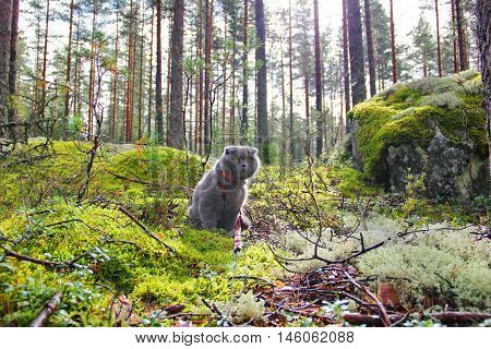 The Scottish fold cat sits in a pine forest, among the bushes of cranberries, small trees, tall pine trees, on a carpet of moss, green and silver