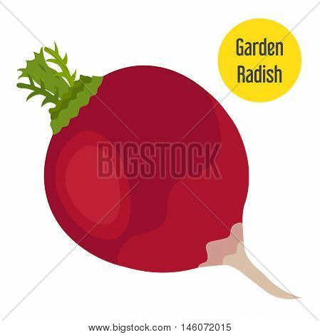 Garden radish in flat style with golden label. Vector illustration.