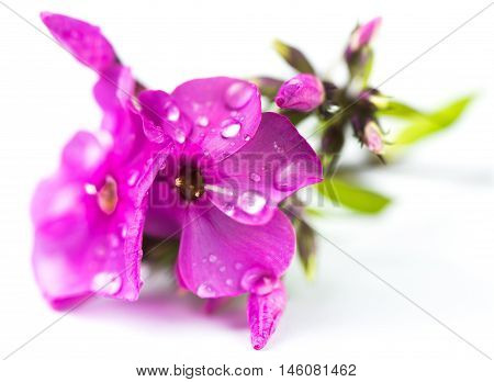 Phlox paniculata Garden phlox isolated on white background - macro