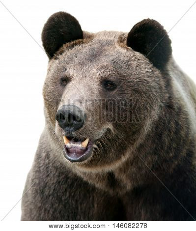 Brown bear portrait. Wild brown bear. Male bear. Bear face