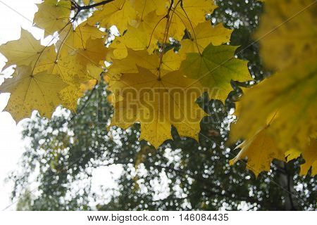 On the tree hanging yellow leaves. Autumn maple leaves.