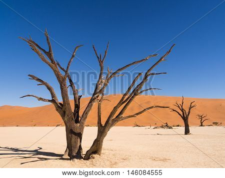 Dead Camelthorn (Acacia erioloba) Trees in Dead Vlei Namib-Naukluft National Park Namibia