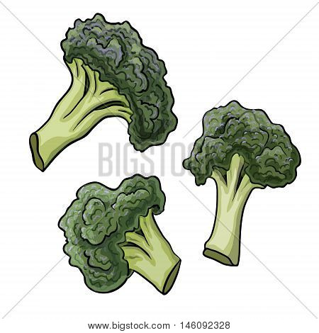 vegetable broccoli closeup isolated on a white background, vector