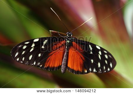 Tropical Butterfly Dido Longwing macro in green leafs